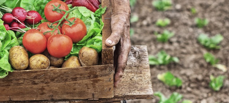 Dove trovare prodotti alimentari locali